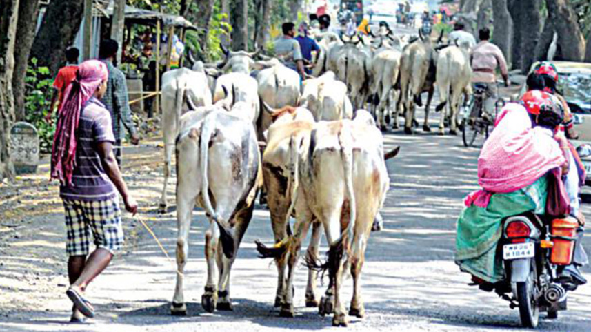 Bangladesh-India border, Border Guard Bangladesh (BGB), cattle smuggling, border killing