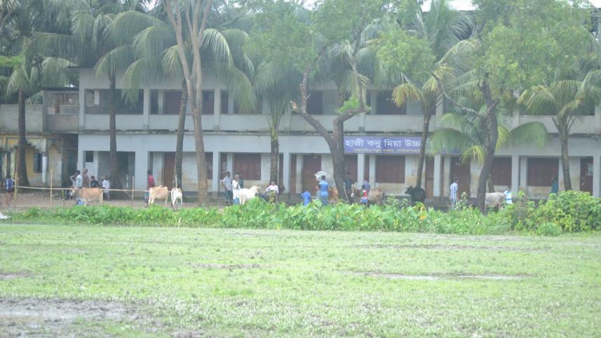 cattle market Haji Konu Mia High School.jpg