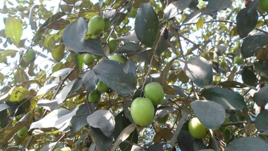 Chapainawabganj photo 03.JPG