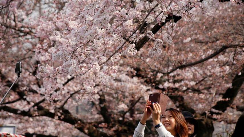 Cherry-blossom.jpg