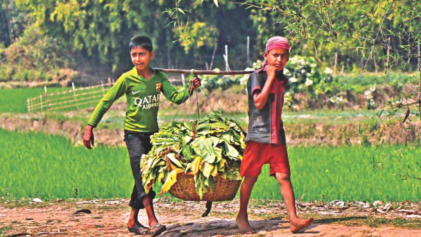 child in tobaco 1.jpg