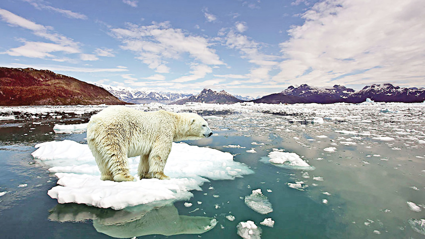 Climate-change-wipe-out-polar-bears.jpg