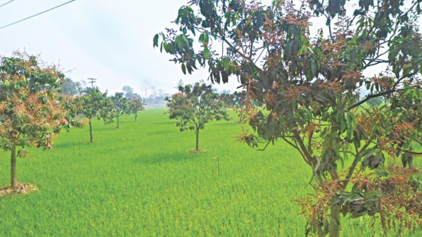 C'nawabganj mangoes.jpg