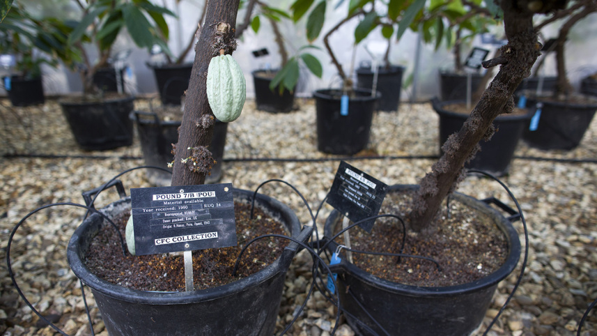 British 'chocolate greenhouse' saving the world's cocoa