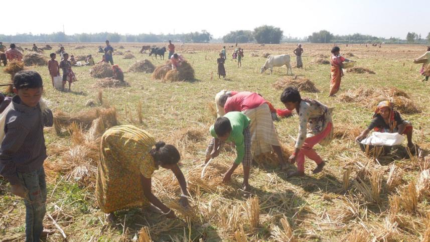 collect fallen paddy.jpg