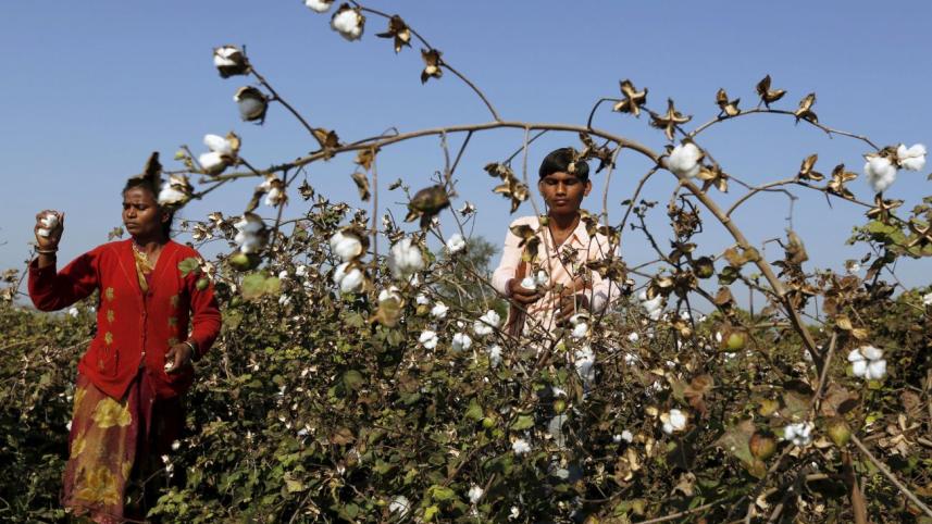 cotton-production.jpg