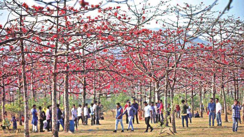 cotton_tree_garden.jpg