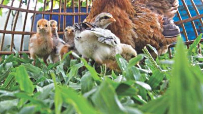 Bangladeshi Chicken's nutritional benefits