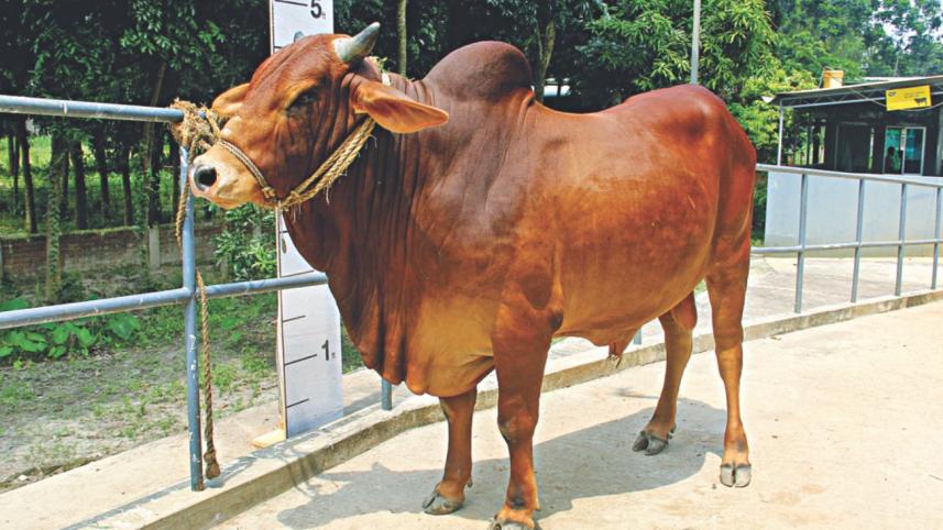 Cattle tales
