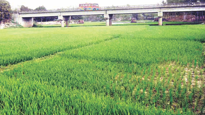 croplands bd.jpg