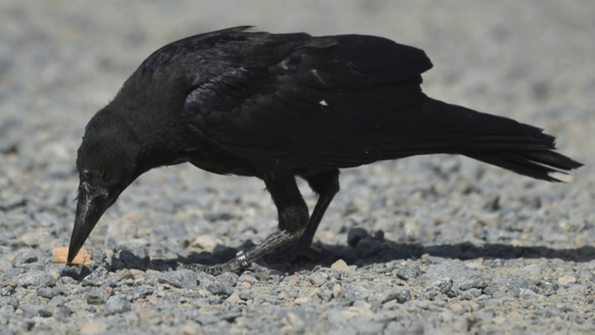 Crow-wb.jpg
