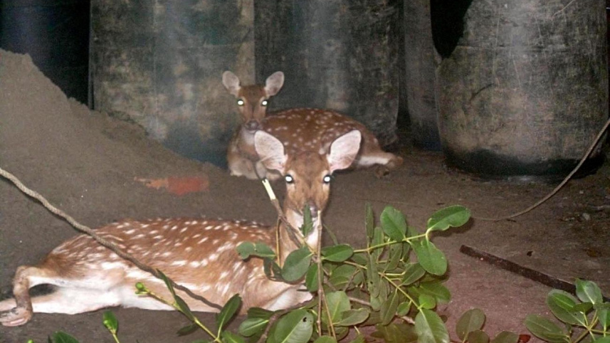 deer 2.jpg