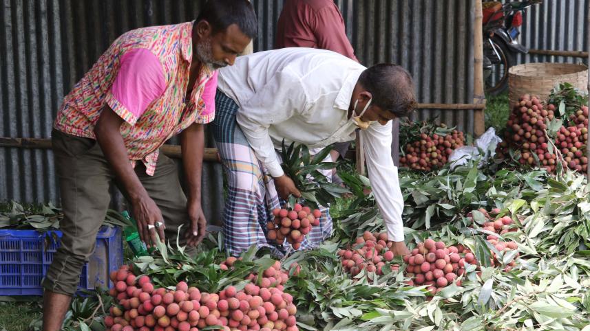 Dinajpur-litchi-growers.jpg