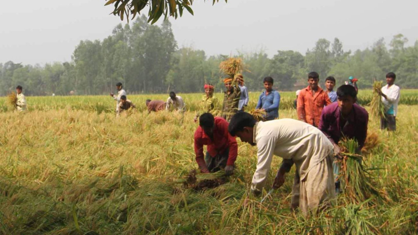 dinajpur paddy.jpg