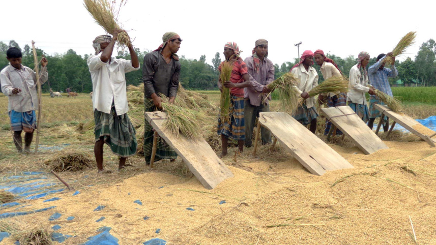 Dinajpur Paddy Price.JPG