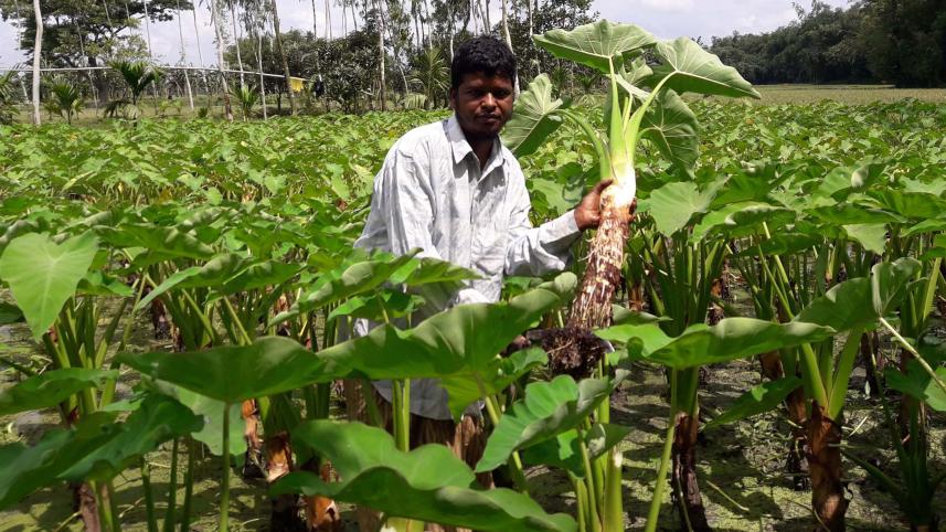 Dinajpur taro field 01.jpg
