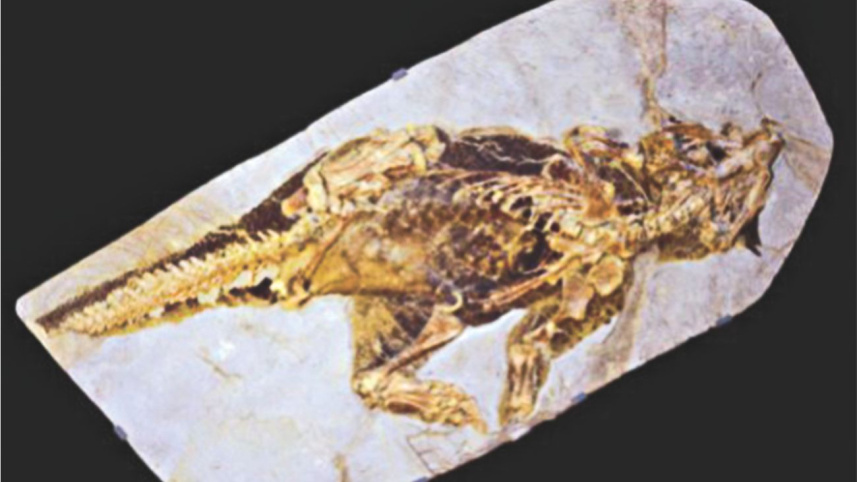 Dinosaur Colour Pattern