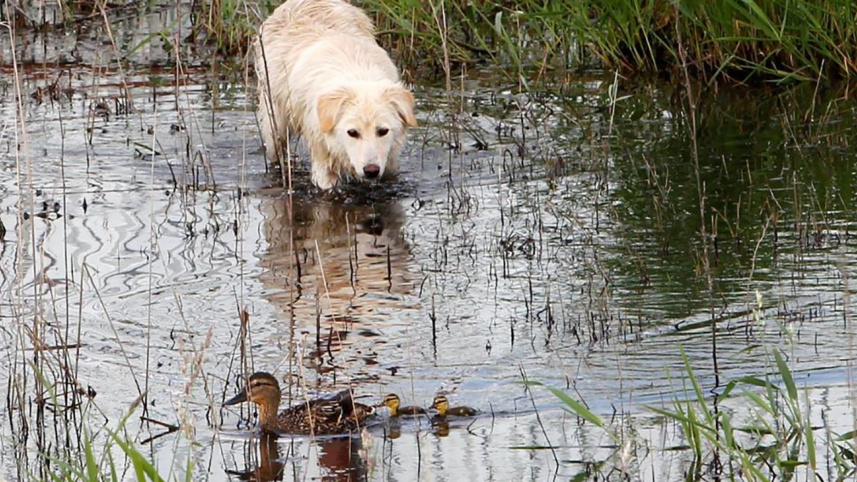 dog.JPG