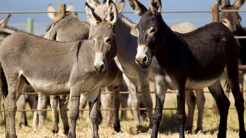 Donkeys-web.jpg