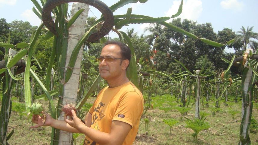 Dragon fruit farming.jpg