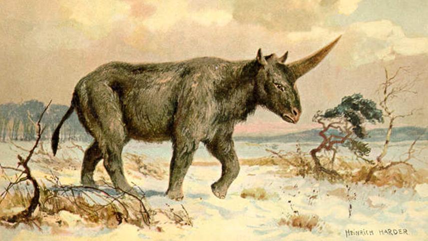 Elasmotherium-wb.jpg
