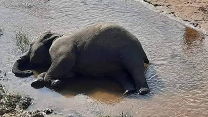 elephant-edit.jpg