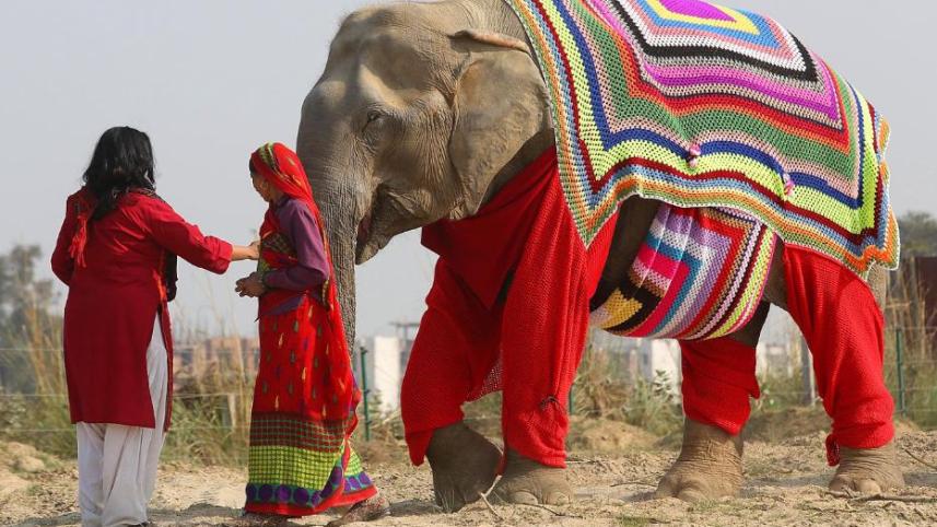 Sweaters for elephants