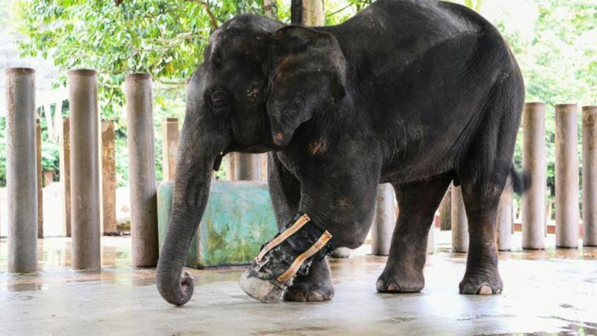 elephant.jpg