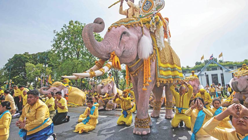 Elephant thailand.jpg