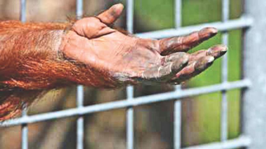 Empathy, Abuse & Animals