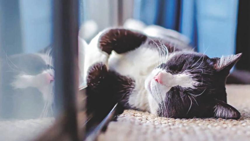 Ensuring a pet friendly winter