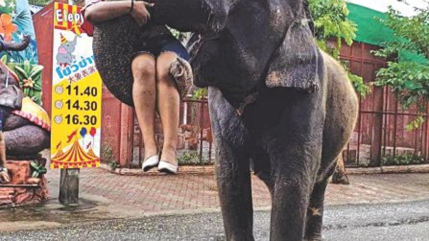 Euphoria in Thailand