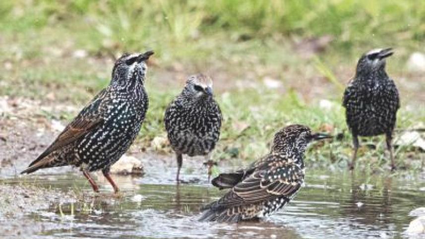 European starlings.jpg