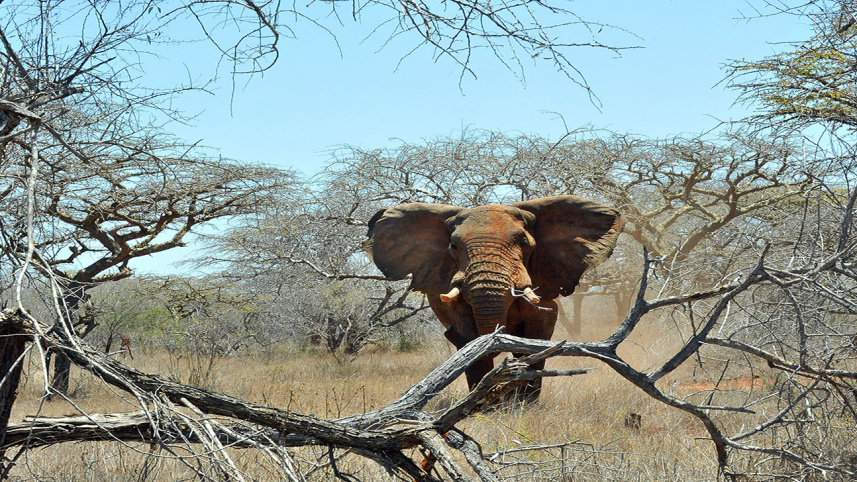 extinction risk to animals.jpg