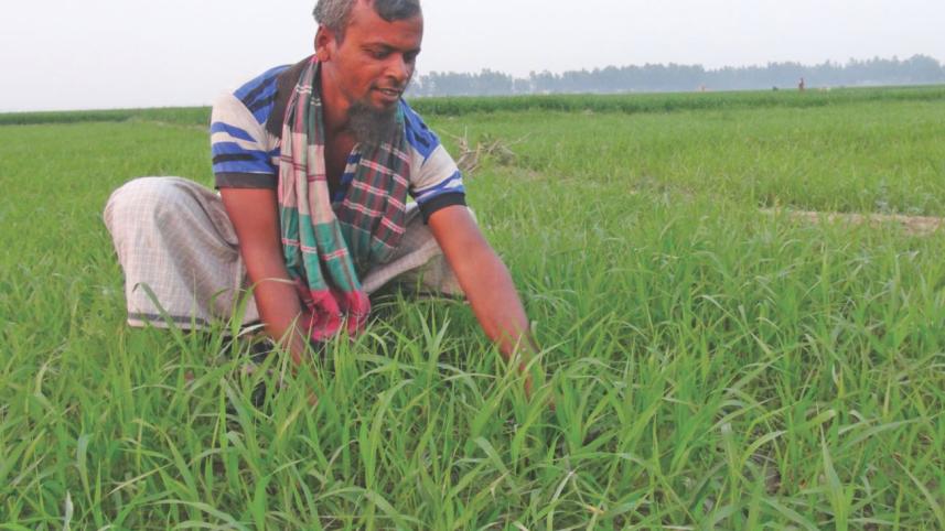 Crop Cultivation