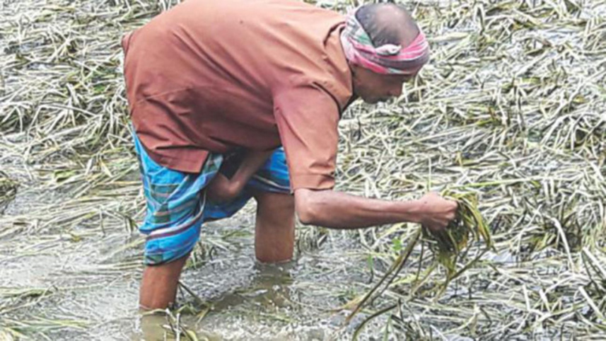 farmer.jpg