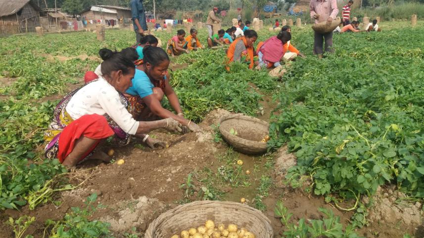 Farmers reap potatoes 1.jpg