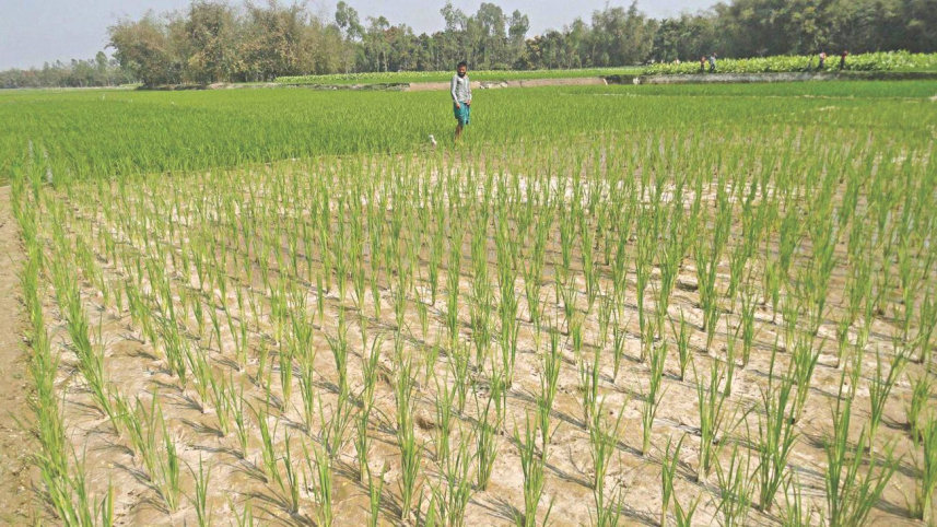 Farmlands turn infertile.jpg