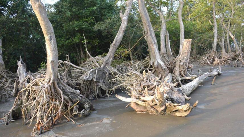Fatrarban reserve forest