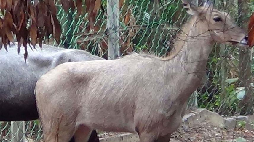 female nilgai dies.jpg