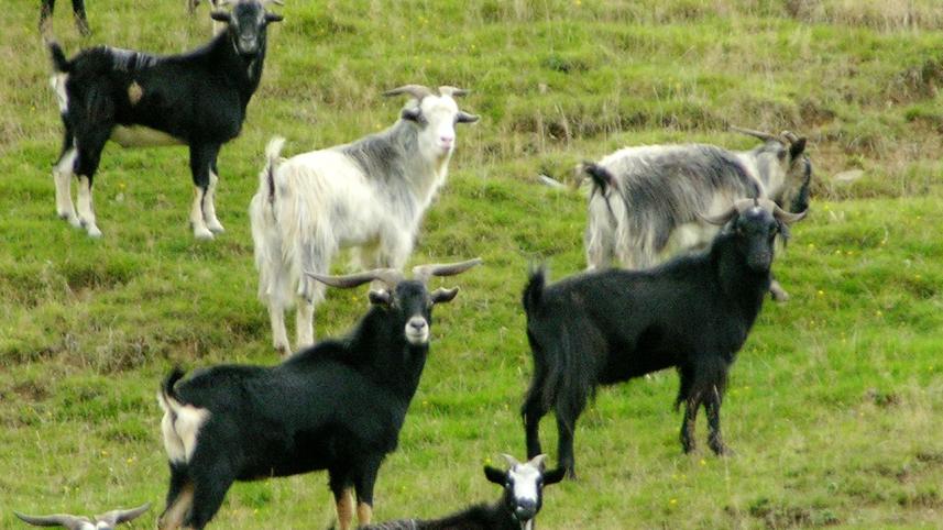 feral-goats-web--youtube.jpg