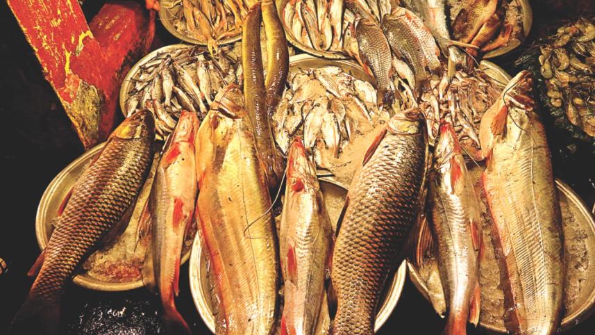 Fish farming bogged 1.jpg