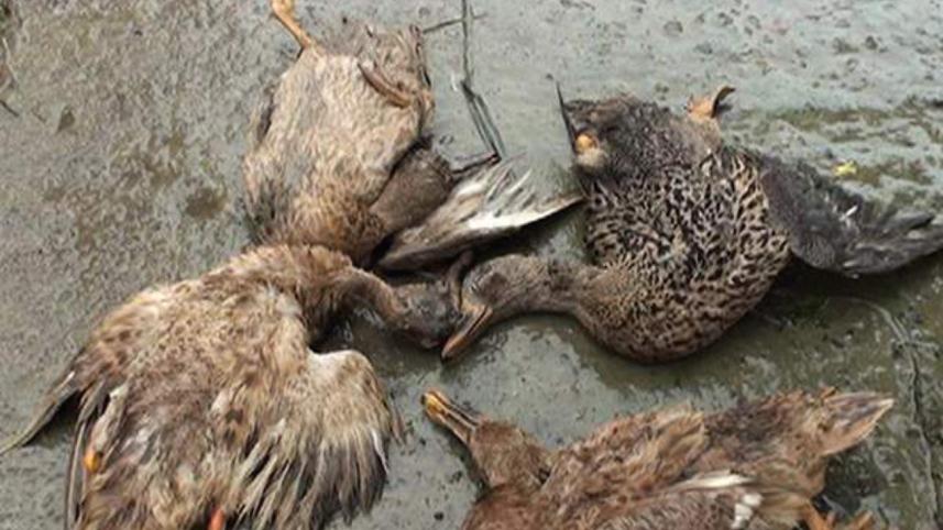 flood tolls ducks.jpg