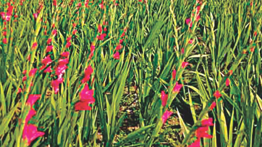 Flower cultivation.jpg