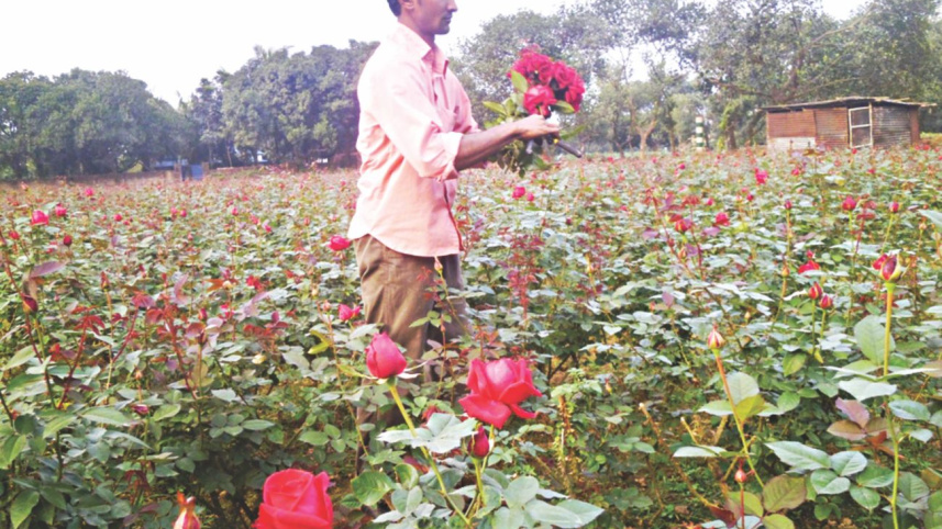 flower cultivators 1.jpg