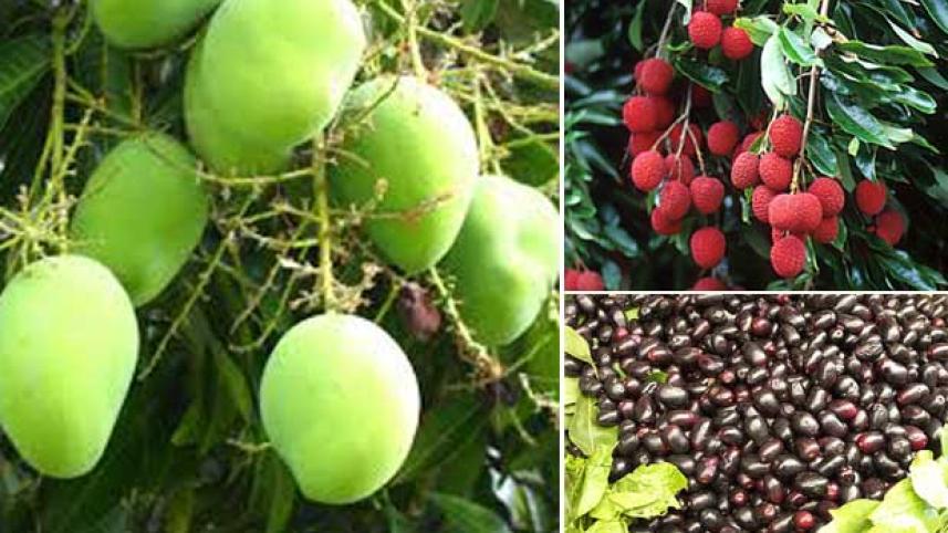 fruits-mango-plum-lichi.jpg
