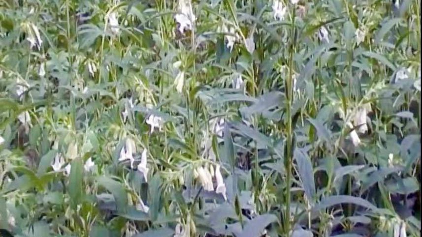 Gaibandha farmers.jpg