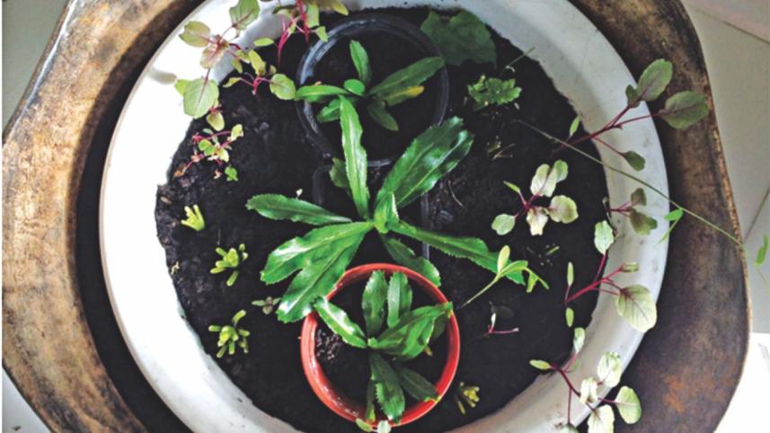 Get winter veggies from your own garden!