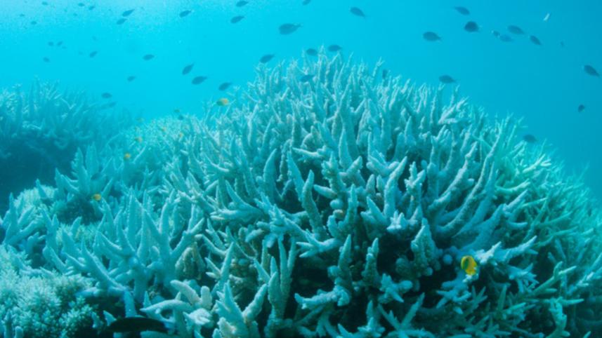 Global coral bleaching-1.jpg