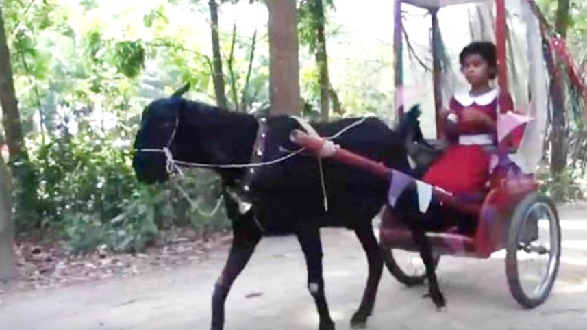 Schoolgirl's goat-driven cart in Jashore